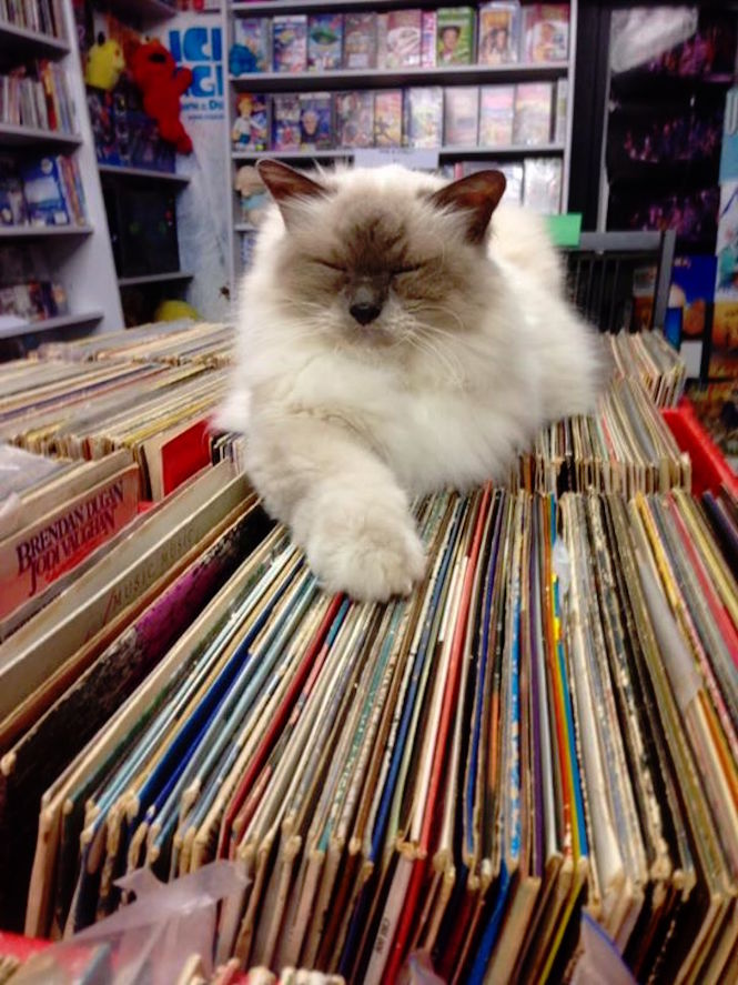 High Quality cat on top of vinyl records Blank Meme Template