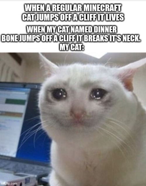 image tagged in memes,funny memes,crying cat | made w/ Imgflip meme maker