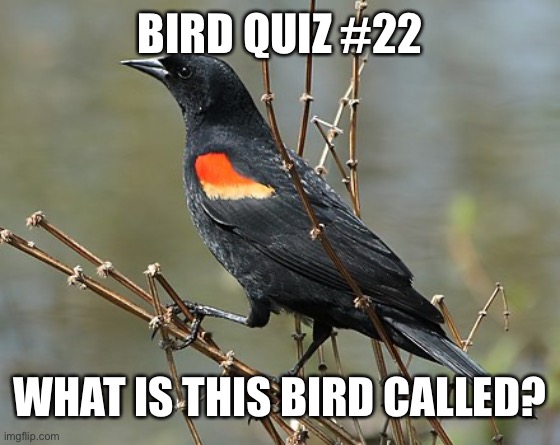 Winner gets a shoutout | BIRD QUIZ #22; WHAT IS THIS BIRD CALLED? | made w/ Imgflip meme maker