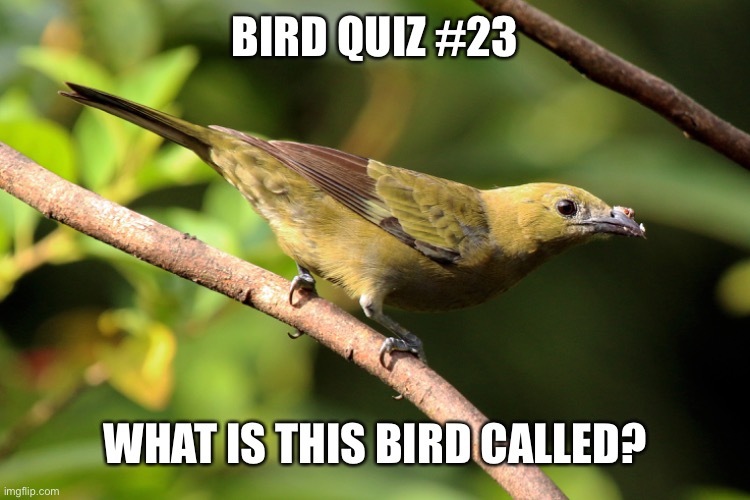 BIRD QUIZ #23; WHAT IS THIS BIRD CALLED? | made w/ Imgflip meme maker