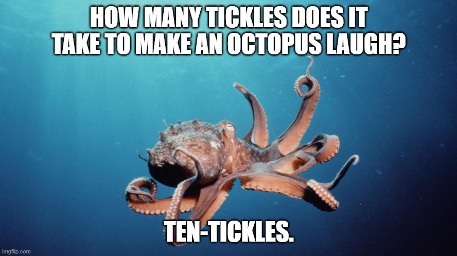 Octopus | HOW MANY TICKLES DOES IT TAKE TO MAKE AN OCTOPUS LAUGH? TEN-TICKLES. | image tagged in octopus | made w/ Imgflip meme maker