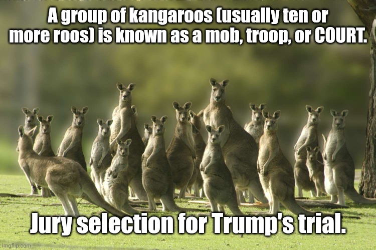 Kangaroo Court | A group of kangaroos (usually ten or more roos) is known as a mob, troop, or COURT. Jury selection for Trump's trial. | image tagged in mob,kangaroo,court,trump | made w/ Imgflip meme maker