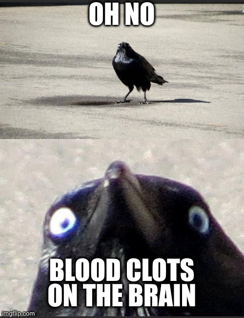 insanity crow | OH NO BLOOD CLOTS ON THE BRAIN | image tagged in insanity crow | made w/ Imgflip meme maker