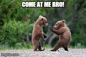 COME AT ME BRO! | image tagged in cute,animals,bears,come at me bro | made w/ Imgflip meme maker