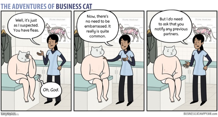 The Adventures of Business Cat #18 | made w/ Imgflip meme maker