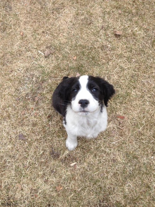 First day in the yard | image tagged in aww | made w/ Imgflip meme maker