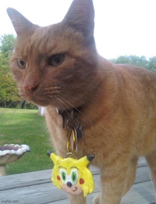 Kitty cat wearing a medallion | image tagged in aww | made w/ Imgflip meme maker