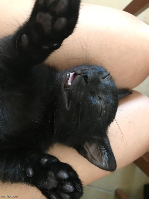 You know you are a cat lover when you refuse to move because your cat is sleeping. | image tagged in aww | made w/ Imgflip meme maker