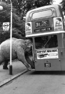 Elephant vs bus Blank Meme Template