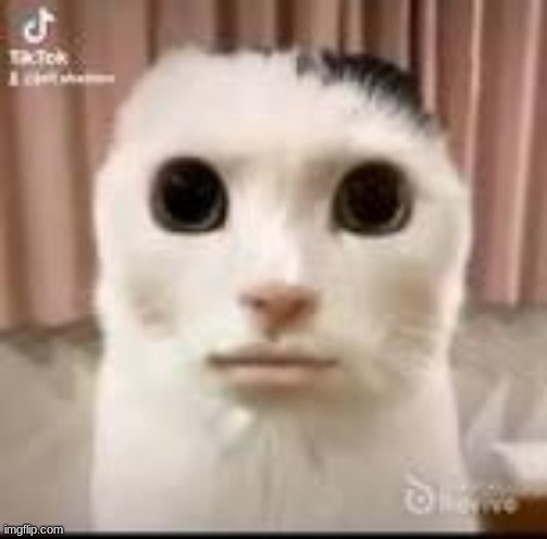 WORLD CUUUUUUUUUUUUUUUUUUUU | image tagged in world cuuuuuuuuuuuuuuuuuuuu | made w/ Imgflip meme maker