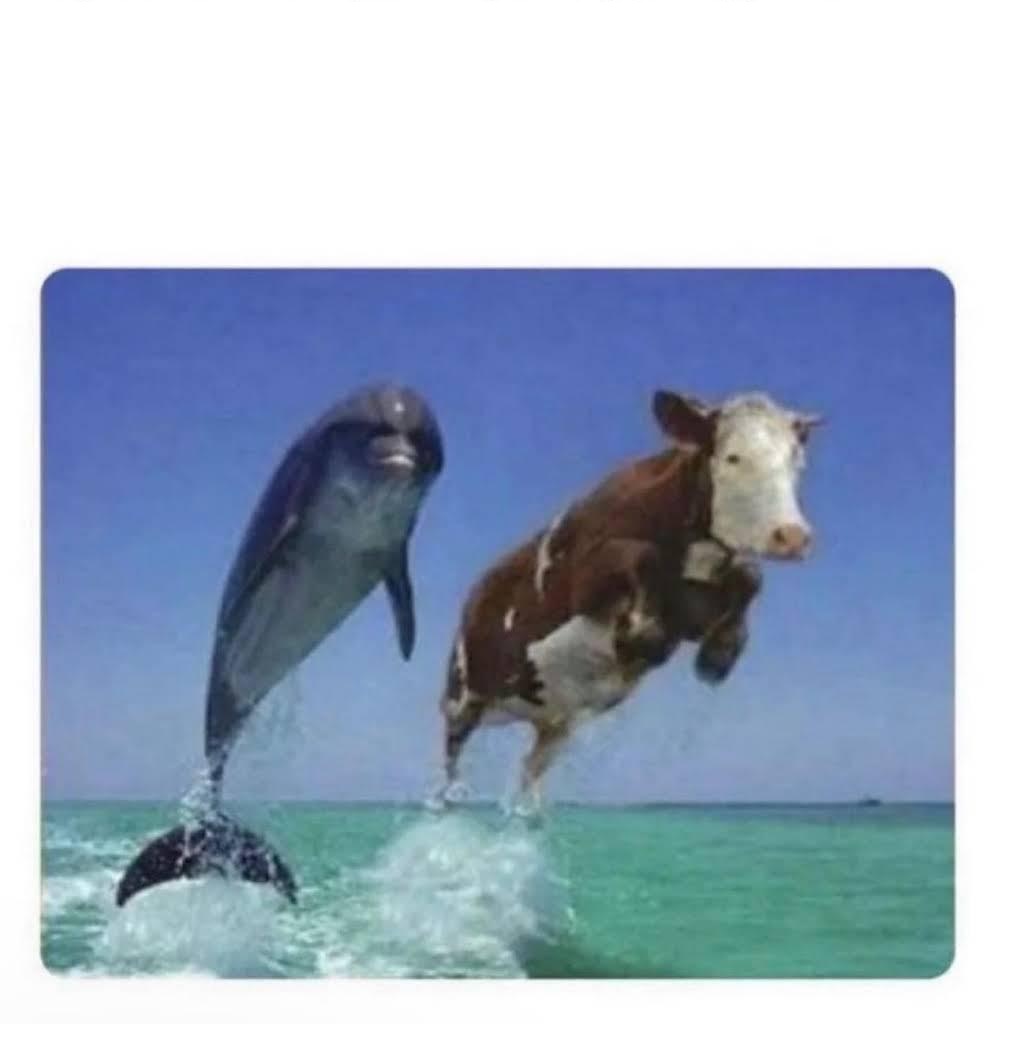 Dolphin cow Blank Meme Template