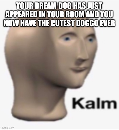 Meme man kalm | YOUR DREAM DOG HAS JUST APPEARED IN YOUR ROOM AND YOU NOW HAVE THE CUTEST DOGGO EVER | image tagged in meme man kalm | made w/ Imgflip meme maker
