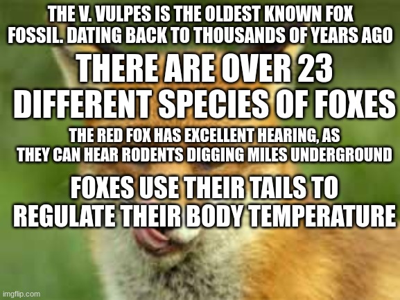 Real fox Facts | THE V. VULPES IS THE OLDEST KNOWN FOX FOSSIL. DATING BACK TO THOUSANDS OF YEARS AGO; THERE ARE OVER 23 DIFFERENT SPECIES OF FOXES; THE RED FOX HAS EXCELLENT HEARING, AS THEY CAN HEAR RODENTS DIGGING MILES UNDERGROUND; FOXES USE THEIR TAILS TO REGULATE THEIR BODY TEMPERATURE | image tagged in real,fox,facts | made w/ Imgflip meme maker