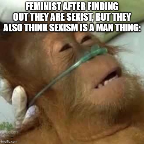 Dying orangutan | FEMINIST AFTER FINDING OUT THEY ARE SEXIST, BUT THEY ALSO THINK SEXISM IS A MAN THING: | image tagged in dying orangutan | made w/ Imgflip meme maker