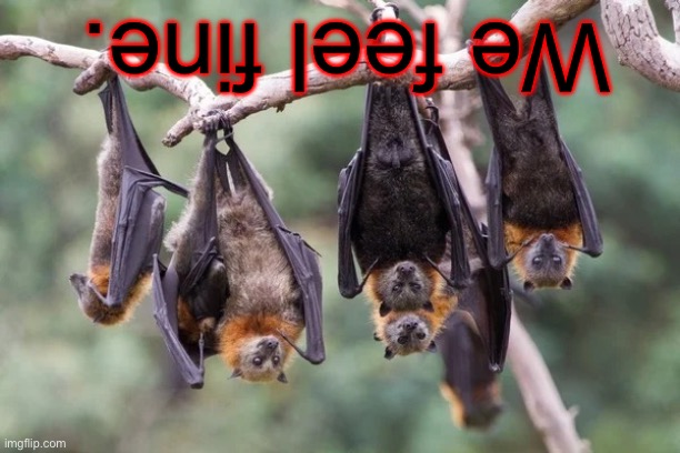 Bats Shrugging Upside Down | We feel fine. | image tagged in bats shrugging upside down | made w/ Imgflip meme maker