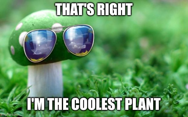 ? | THAT'S RIGHT; I'M THE COOLEST PLANT | image tagged in deal with it mushroom | made w/ Imgflip meme maker