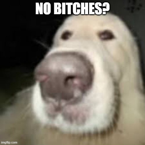 No bitches | NO BITCHES? | image tagged in no tags | made w/ Imgflip meme maker