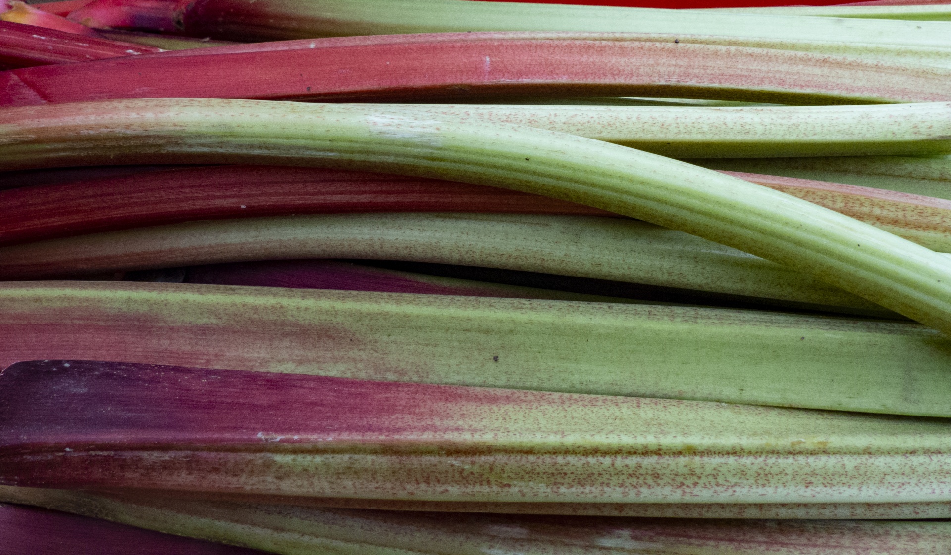 High Quality Rhubarb Vegetable Blank Meme Template