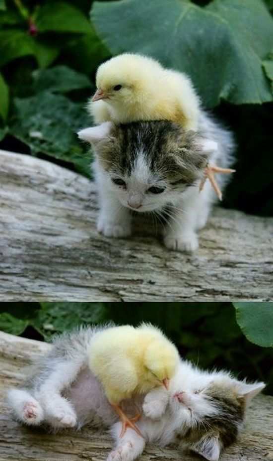 image tagged in kittens,animals,cute