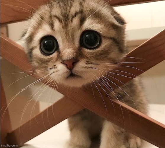 Cat | image tagged in cat | made w/ Imgflip meme maker