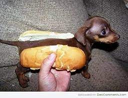 High Quality hotdog dog Blank Meme Template