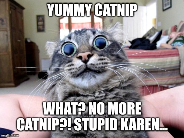Catnip yummy | YUMMY CATNIP; WHAT? NO MORE CATNIP?! STUPID KAREN... | image tagged in catnipped | made w/ Imgflip meme maker