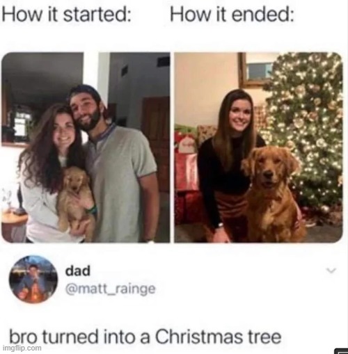 tree | image tagged in shitpost | made w/ Imgflip meme maker