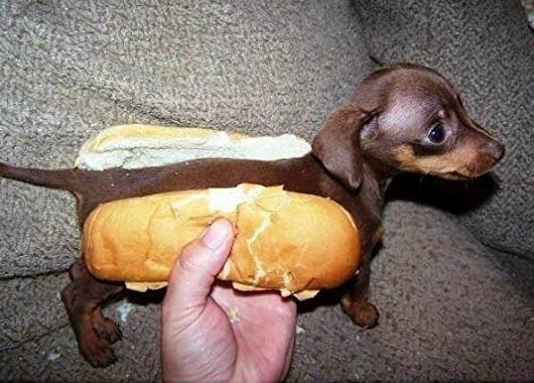 hot "dog" Blank Meme Template