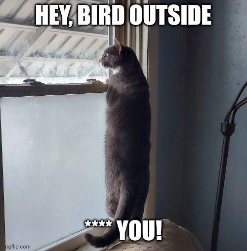 HEY, BIRD OUTSIDE; **** YOU! | image tagged in cat,cats | made w/ Imgflip meme maker