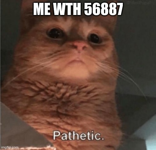 Pathetic Cat | ME WTH 56887 | image tagged in pathetic cat | made w/ Imgflip meme maker