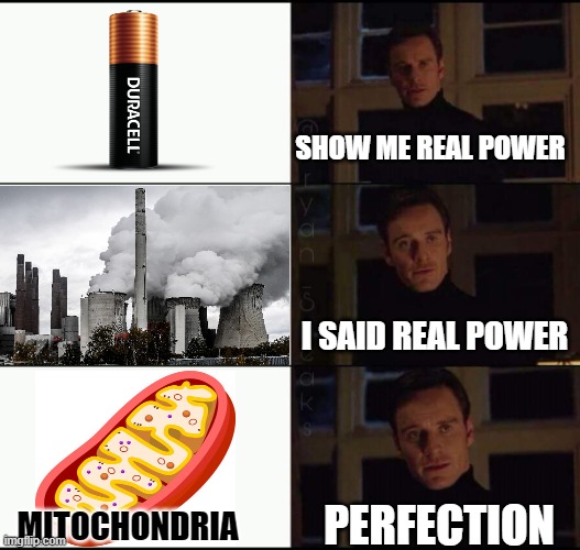 power | SHOW ME REAL POWER; I SAID REAL POWER; PERFECTION; MITOCHONDRIA | image tagged in show me the real | made w/ Imgflip meme maker