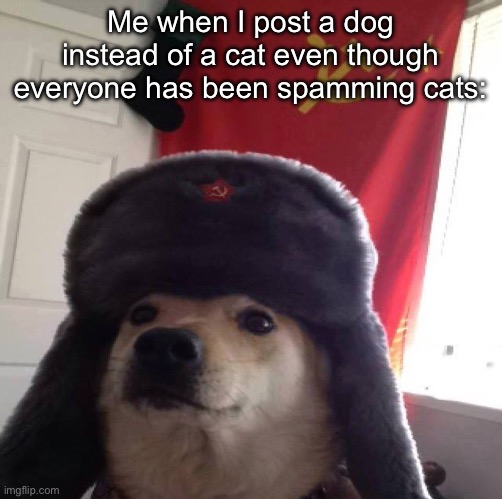 communism dog | Me when I post a dog instead of a cat even though everyone has been spamming cats: | image tagged in communism dog | made w/ Imgflip meme maker