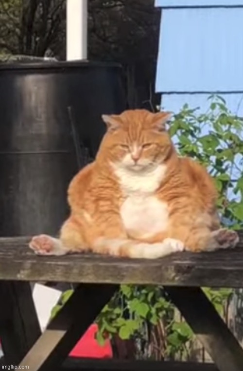 Fat cat | image tagged in fat cat | made w/ Imgflip meme maker