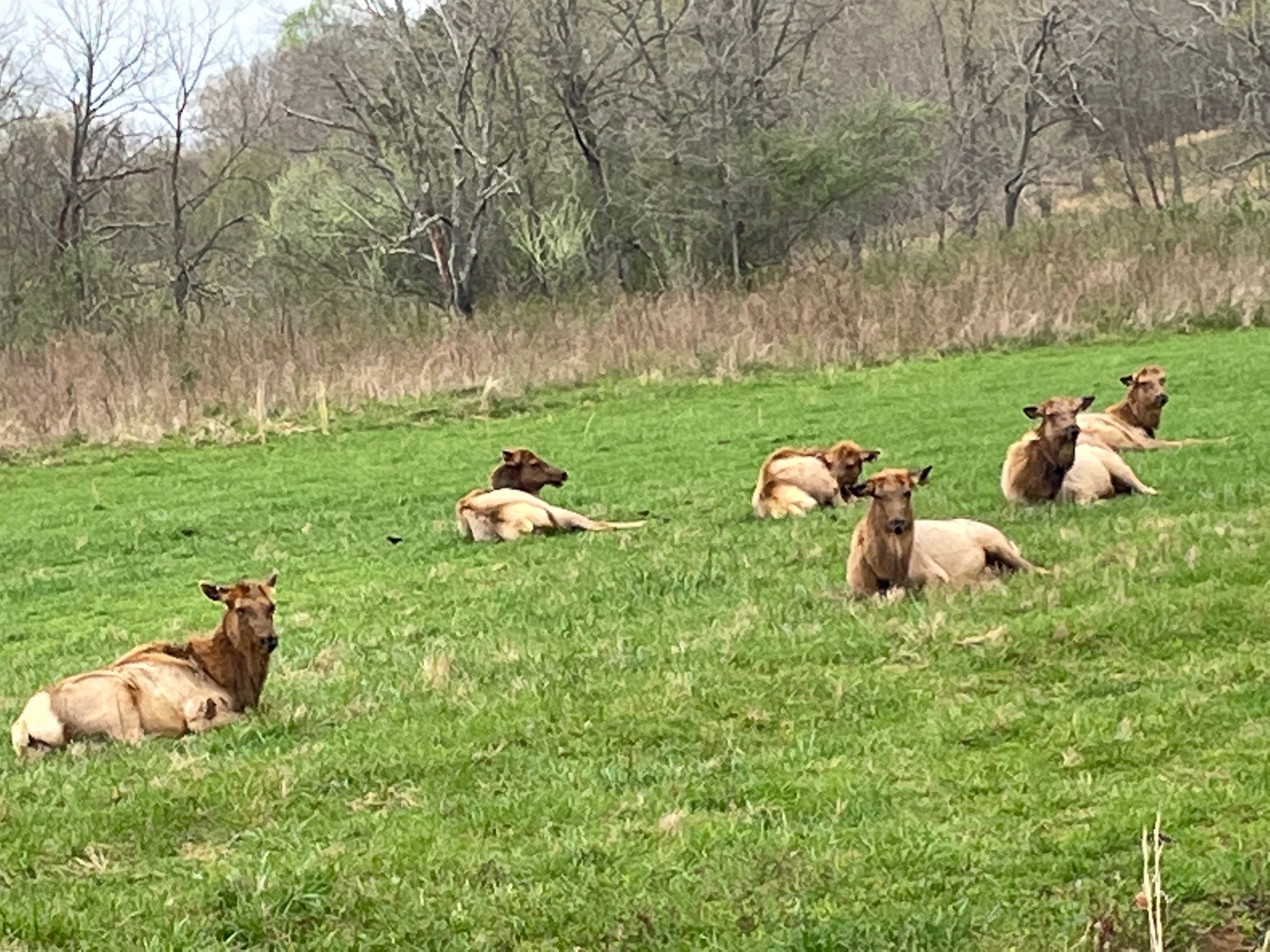 A group of elks just chilling | image tagged in elks,photography,photos | made w/ Imgflip meme maker