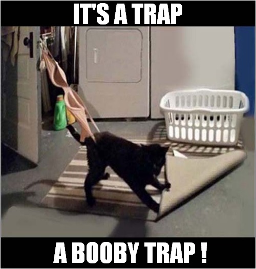 All Caught Up ! | IT'S A TRAP; A BOOBY TRAP ! | image tagged in cats,it's a trap | made w/ Imgflip meme maker