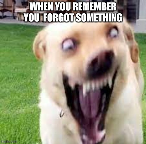 No way | image tagged in tags,doggo,wtf | made w/ Imgflip meme maker