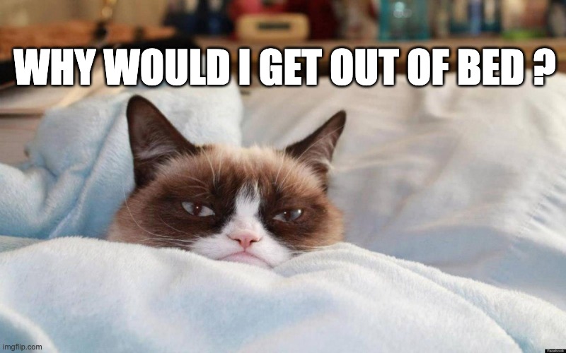 grumpy cat bed | WHY WOULD I GET OUT OF BED ? | image tagged in grumpy cat bed | made w/ Imgflip meme maker