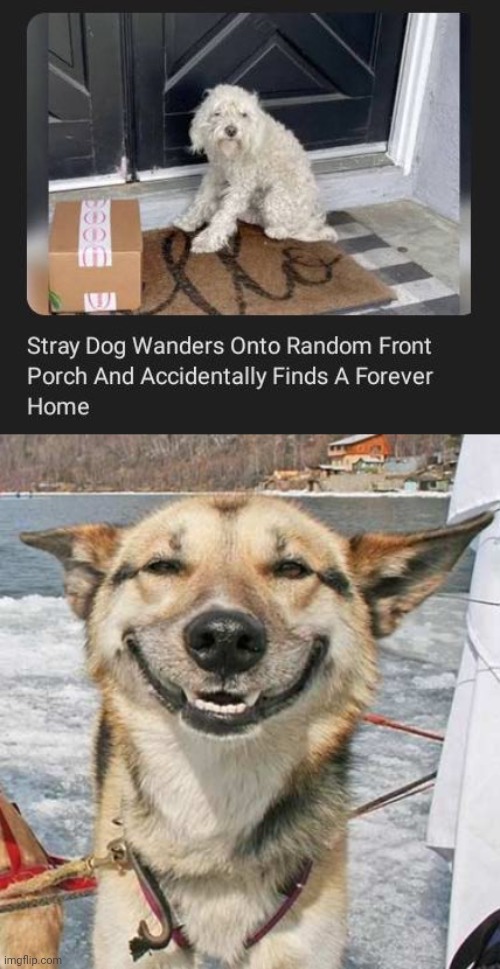 A forever home | image tagged in happy dog,memes,dogs,dog,home,porch | made w/ Imgflip meme maker