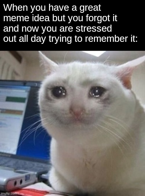 I did this the other day D: | When you have a great meme idea but you forgot it and now you are stressed out all day trying to remember it: | image tagged in crying cat | made w/ Imgflip meme maker