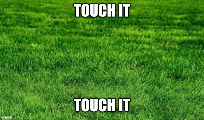 touching grass | TOUCH IT TOUCH IT | image tagged in touching grass | made w/ Imgflip meme maker