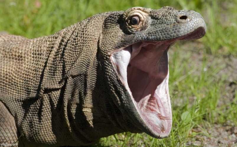 komodo | image tagged in komodo | made w/ Imgflip meme maker