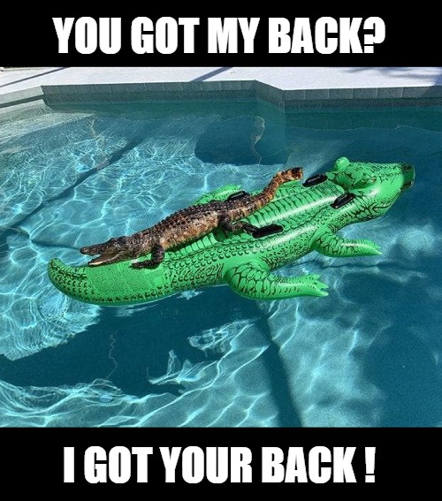 Bosom Buddies | YOU GOT MY BACK? I GOT YOUR BACK ! | image tagged in funny,alligator,pool | made w/ Imgflip meme maker