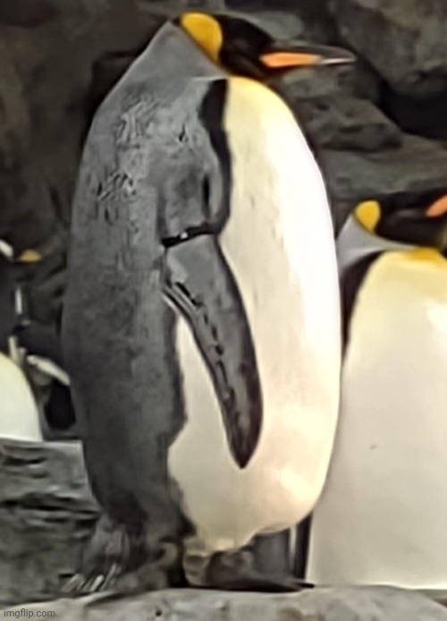 Penguin | image tagged in penguin | made w/ Imgflip meme maker