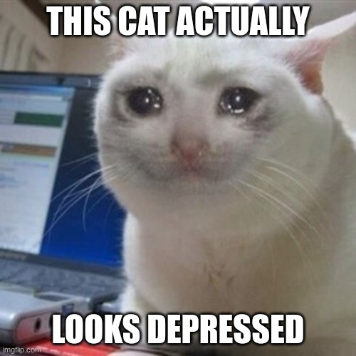 Crying cat | THIS CAT ACTUALLY; LOOKS DEPRESSED | image tagged in crying cat | made w/ Imgflip meme maker