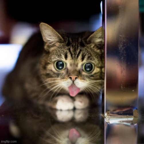 does anybody know this cat? | image tagged in lil bub,funny,memes,so true memes,you had one job | made w/ Imgflip meme maker