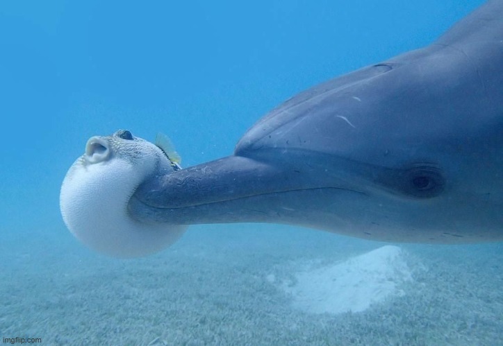 dolphin puffer fish | image tagged in dolphin puffer fish | made w/ Imgflip meme maker