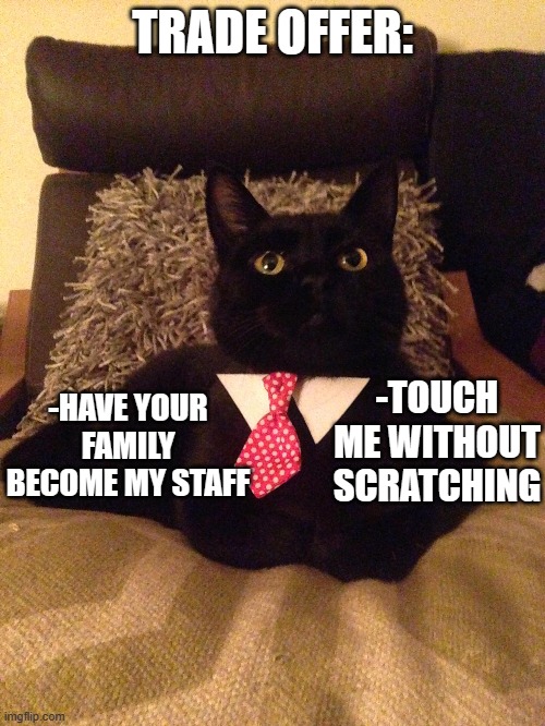 I personally think it's a good deal :] | TRADE OFFER:; -HAVE YOUR FAMILY BECOME MY STAFF; -TOUCH ME WITHOUT SCRATCHING | image tagged in cats,trade offer,business cat,business | made w/ Imgflip meme maker