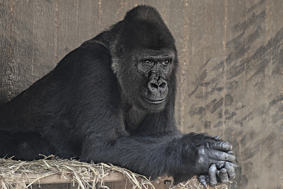 Gorilla deep in thought. Blank Meme Template