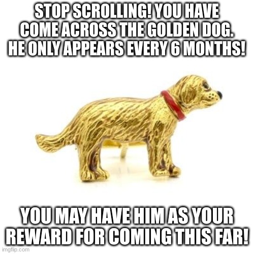 how many ppl will find the golden dog? lets see | STOP SCROLLING! YOU HAVE COME ACROSS THE GOLDEN DOG.
HE ONLY APPEARS EVERY 6 MONTHS! YOU MAY HAVE HIM AS YOUR REWARD FOR COMING THIS FAR! | image tagged in funny,dogs,memes,gold,stop,rare | made w/ Imgflip meme maker