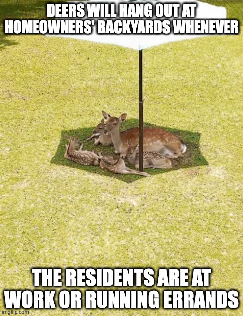 Deers Under the Shade | DEERS WILL HANG OUT AT HOMEOWNERS' BACKYARDS WHENEVER; THE RESIDENTS ARE AT WORK OR RUNNING ERRANDS | image tagged in deer,memes | made w/ Imgflip meme maker